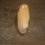 寿し おおはた - 