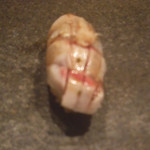 寿し おおはた - 