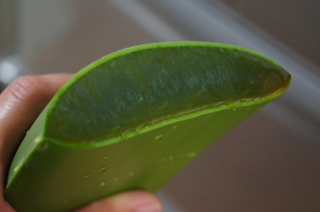 はるえアロエカフェ 牧之原市その他 カフェ 食べログ はるえアロエカフェ 牧之原市その他 カフェ 食べログ