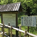 パイナップル - 国指定天然記念物❗️