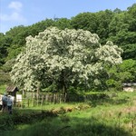 パイナップル - ヒトツバタゴ〜♫❗️