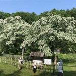 パイナップル - まるで雪が積もってる感じ♫❗️