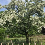 パイナップル - なかなかなもんです♫❗️