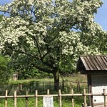 パイナップル - なんじゃもんじゃの木❗️