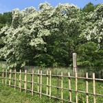 パイナップル - なんじゃもんじゃ⁉️