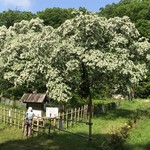 パイナップル - 毎年5月中旬が見頃かな〜♫❗️