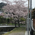 パイナップル - お店のお庭に咲いていた桜♫❗️4月9日日曜日訪問❗️