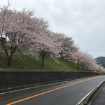 パイナップル - 桜並木♫❗️