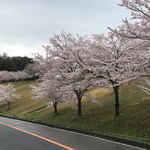 パイナップル - 桜並木♫❗️