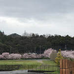 パイナップル - 綺麗だがね〜♫❗️