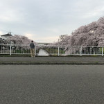 パイナップル - 帰り道春日井市の地蔵川で咲いていた桜♫❗️毎年ここは花見客が多いところだがね〜♫❗️