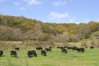 Uemura Be-Su - のんびり育つウエムラ牧場の牛たち