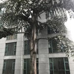 Hua Sheng Hotel - 恐竜時代の木