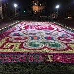 アキヒサ ハンダ - 札幌フラワーカーペット