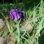 料亭 大宮 一の家 - 