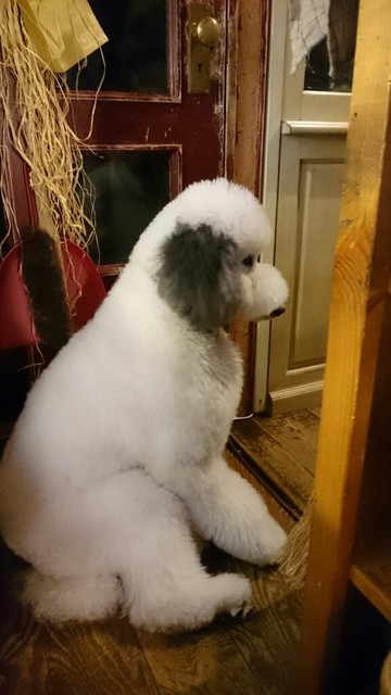 オーガニックカフェ スープカレーが旨い 看板犬がぬいぐるみ 激カワ D By きょうかめ ジーカフェ G Cafe 福住 カフェ 食べログ オーガニックカフェ スープカレーが旨い 看板犬がぬいぐるみ 激カワ D By きょうかめ ジーカフェ G Cafe 福住 カフェ 食べログ