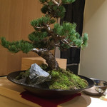 すし 陸 - 二代目盆栽