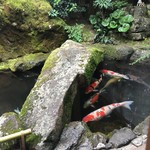 Koudaijirakushou - 池の鯉