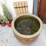 手打ち蕎麦 仙太郎 - メダカさん健在！