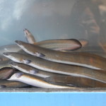 東湖ミンムルチャンオ - 