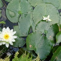 上杉伯爵邸 - お池には 睡蓮      と    丸々と太った鯉