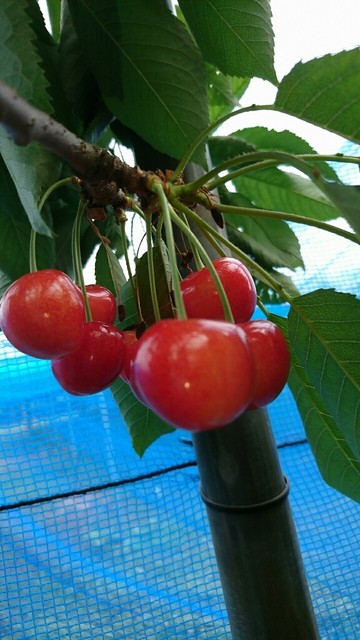 天童観光果樹園 - 高瀬（その他）の写真