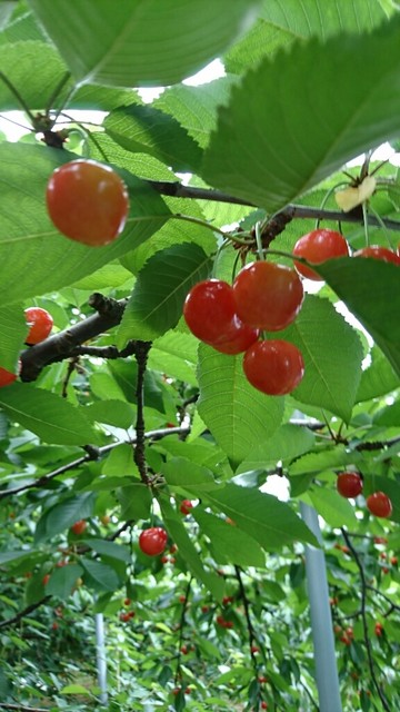 天童観光果樹園 - 高瀬（その他）の写真