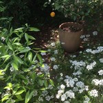 ラ・ボッテガ・ゴローザ - お庭