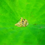 牡蠣入レ時 - ん？これなんだ？じゅんさい？