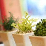 炭焼ごちそうバル ぴたり - 