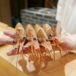 東麻布 天本 - 紹興酒漬けのボタンエビ