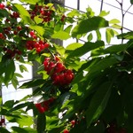 丸智内田トモチャン園 - さくらんぼ３