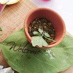 イル　フェリーチェ - 仙巌園「偉人たちが愛した薩摩郷土料理」「枕崎産マグロの酒盗とそら豆」