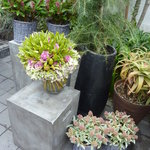 Nicolai Bergmann NOMU - 花たち