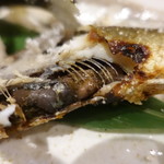 柳家錦 - 前日釣れた鮎なので、お腹にはワタがたっぷり詰まっています