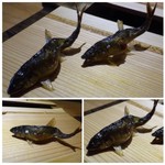 御料理 光安 - ＊うす塩でフックラ焼き揚げられた「鮎」は絶品ですね。