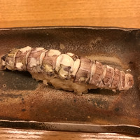鮨裕 - 