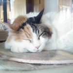 たまショップ - ニタマ様