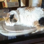 たまショップ - ニタマ様