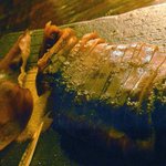 ｂａｒ 松虎 - ワタ入り烏賊