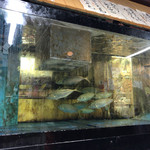 すしごはん 馬ん場 - 店内の生け簀にはアジが泳いでますよ。