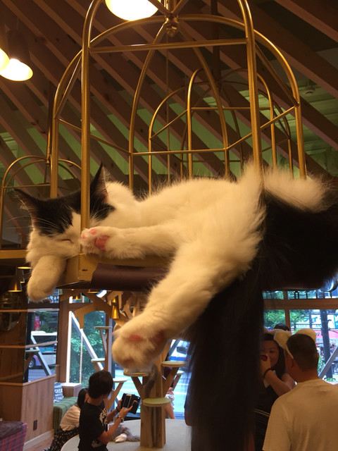 群青ピンクさんが投稿した猫カフェmocha 秋葉原店 東京 秋葉原 の口コミ詳細 食べログ 群青ピンクさんが投稿した猫カフェmocha 秋葉原店 東京 秋葉原 の口コミ詳細 食べログ