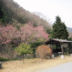 箱根旧街道 石だたみ - 店舗前が停留所