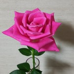 Kei No Ie - 薔薇の花