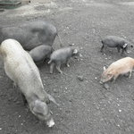くろいわガーデン - 猪豚の親子