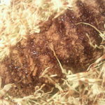 大木屋 - メンチカツ