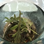 クイントカント - 栄螺のローストとインゲンのグリル