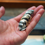 寿司栄 - シンコの握り