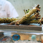 寿司栄 - 安曇野の山葵（奥） 富士山の伏流水で育った山葵（手前）