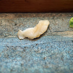 寿司栄 - 本ミル貝（根元の一番甘いところ）の摘み